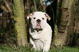 BULLDOG ANGLAIS 093